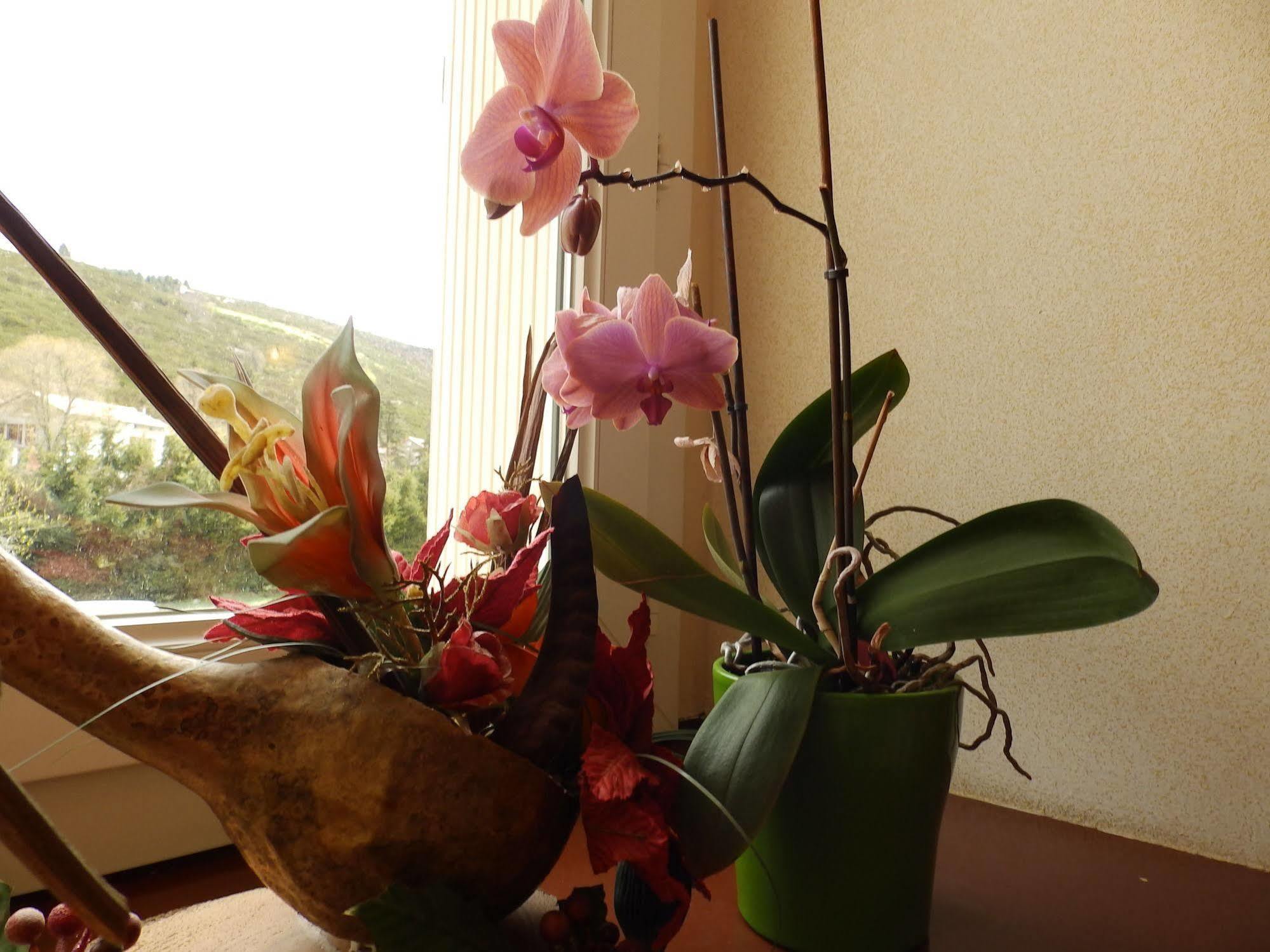 Logis Hotel Restaurant Les Cevennes Saint-Cirgues-en-Montagne Екстериор снимка